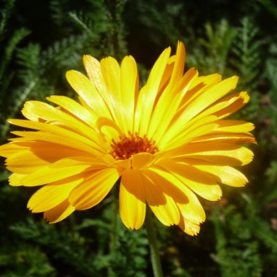 Ringelblumenblüte im Kräutergarten